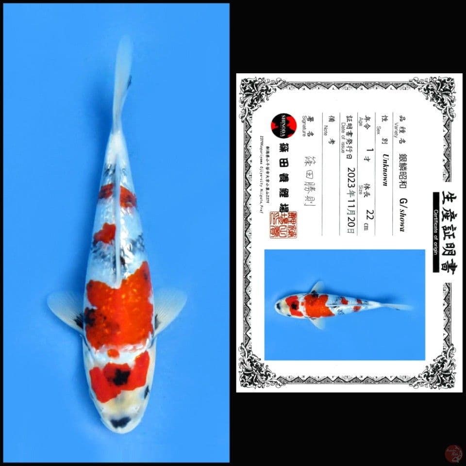 GINRIN SHOWA SHINODA 22CM