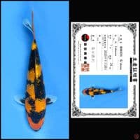 GINRIN SHOWA SHINODA 25CM