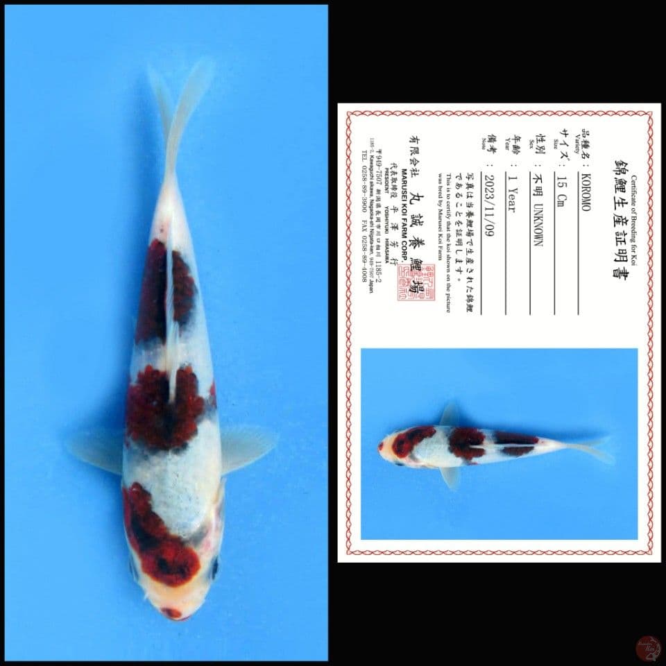 KOROMO MARUSEI 15CM