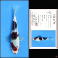 KOROMO MARUSEI 15CM