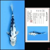 KUMONRYU MARUSEI 23cm