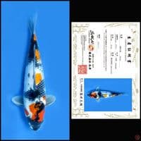 SHOWA SAKAI 35CM
