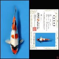 SHOWA SAKAI 32CM