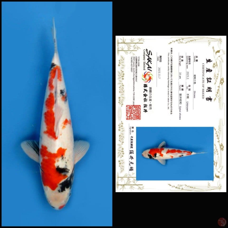 SHOWA SAKAI 34CM