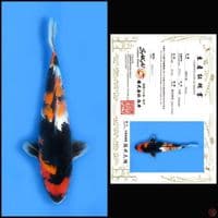 SHOWA SAKAI 35CM