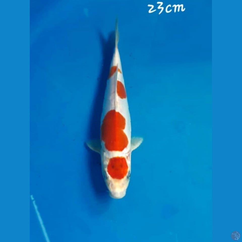 kikushui 23cm