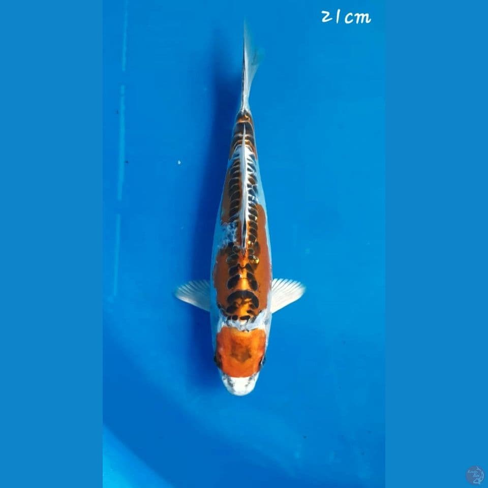 kikokuryu 21cm