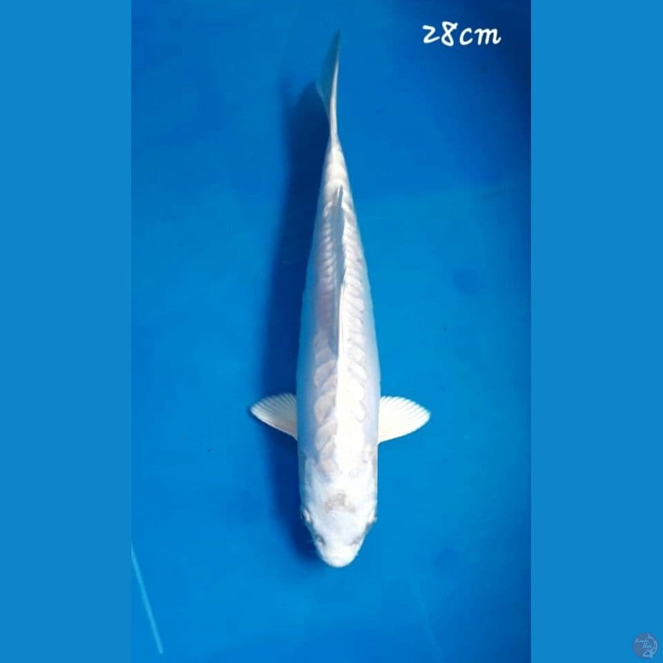 Platinum 28cm