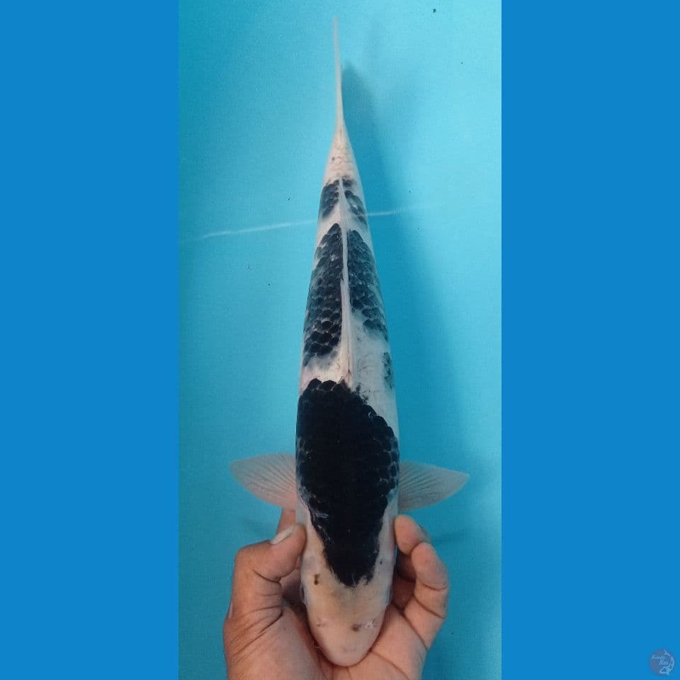 BUDO 42CM