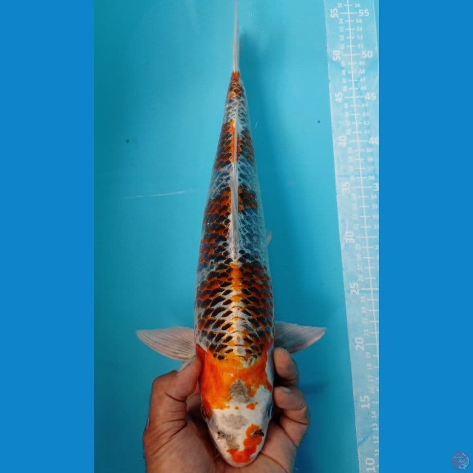 KANOKO 45CM