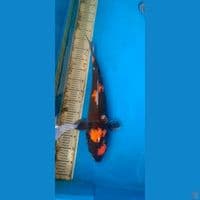 GRANDONG 53 CM