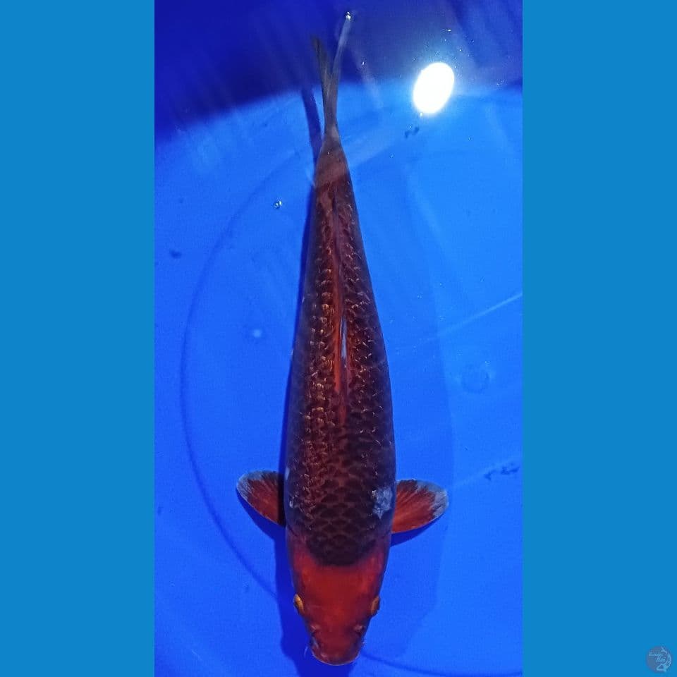 caramel sabikoyo 42 cm