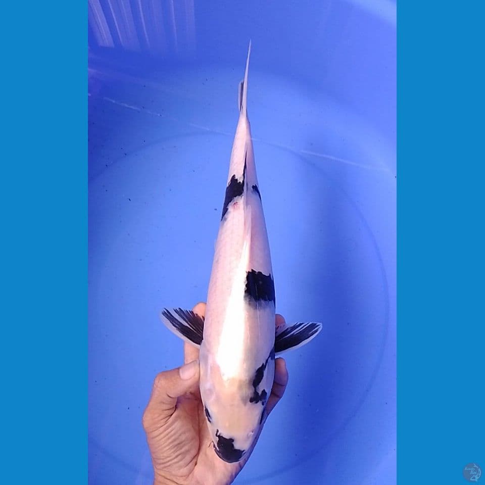 shiro size : 35 cm .m
