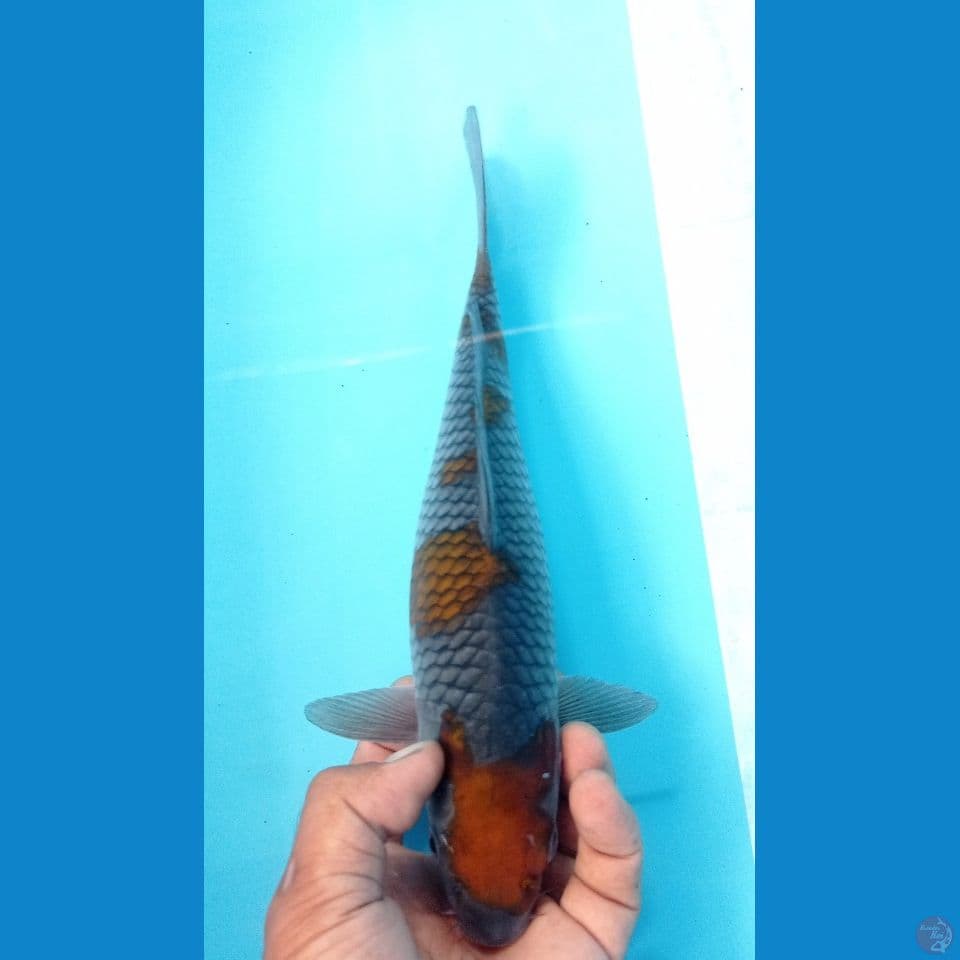 ociba 30cm