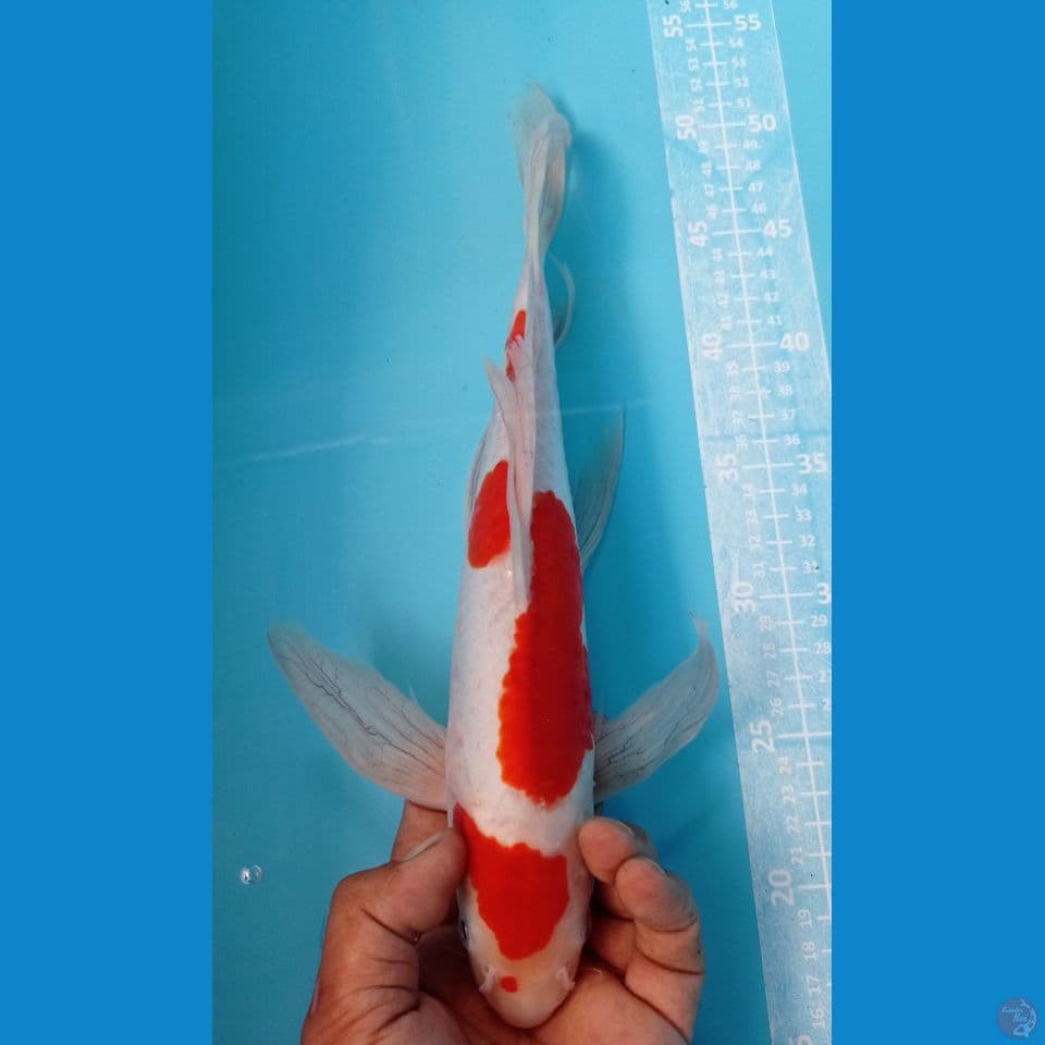 kohaku doitsu 37cm