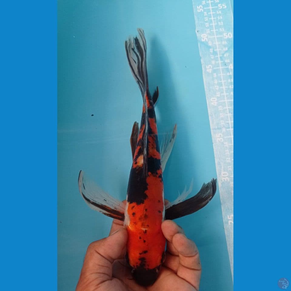 showa doitsu 32cm