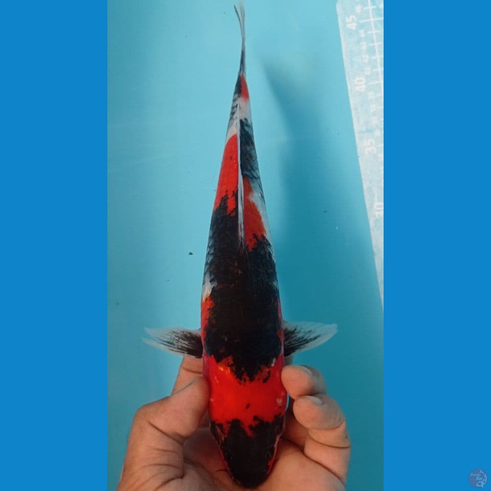 SOWA 30CM