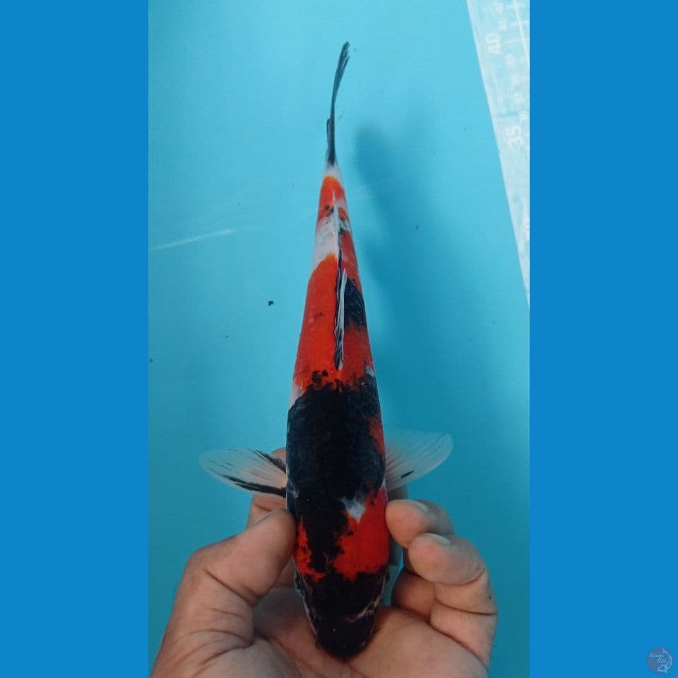 sowa 32cm