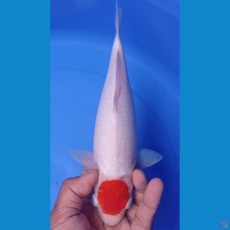 tanco kohaku 32cm