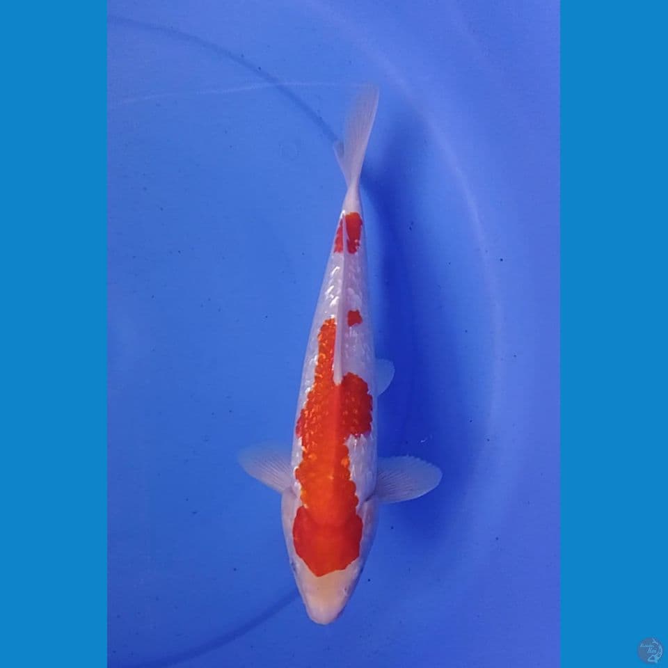 kohaku size 30 cm .m