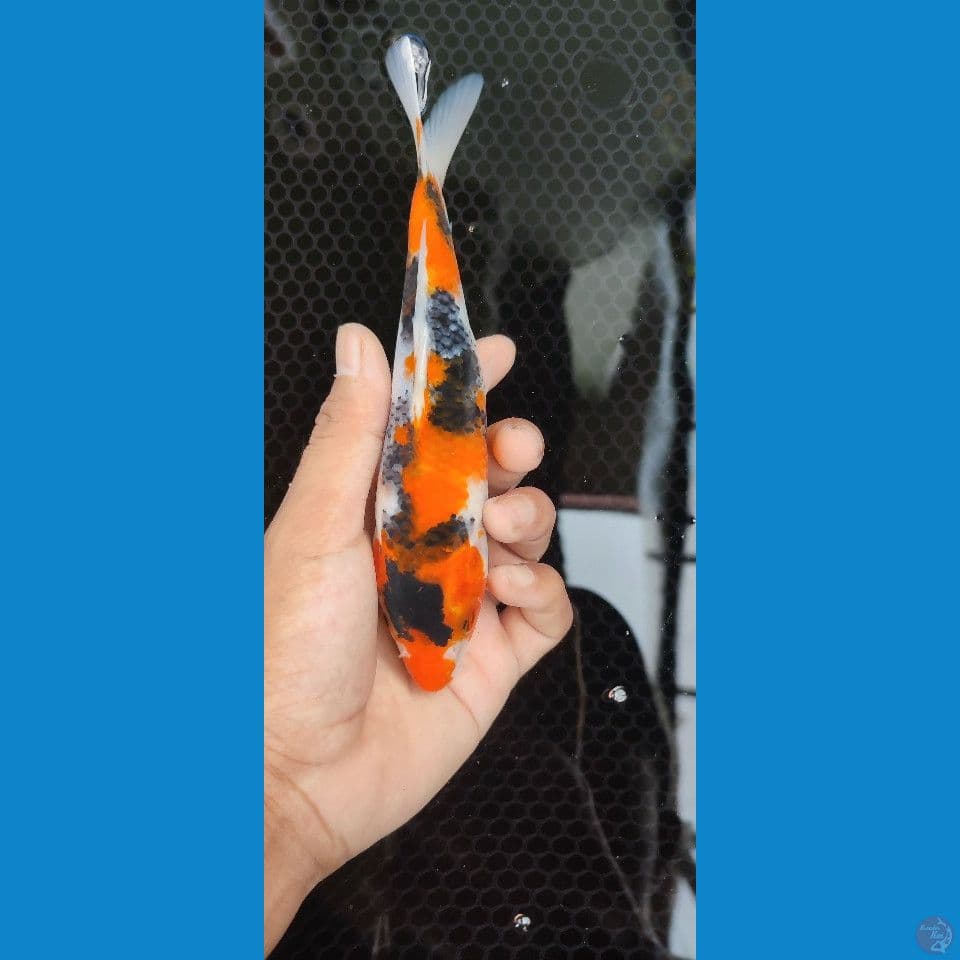 showa sanshoku bahan keep 17 cm male