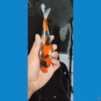 showa sanshoku bahan keep 17 cm male