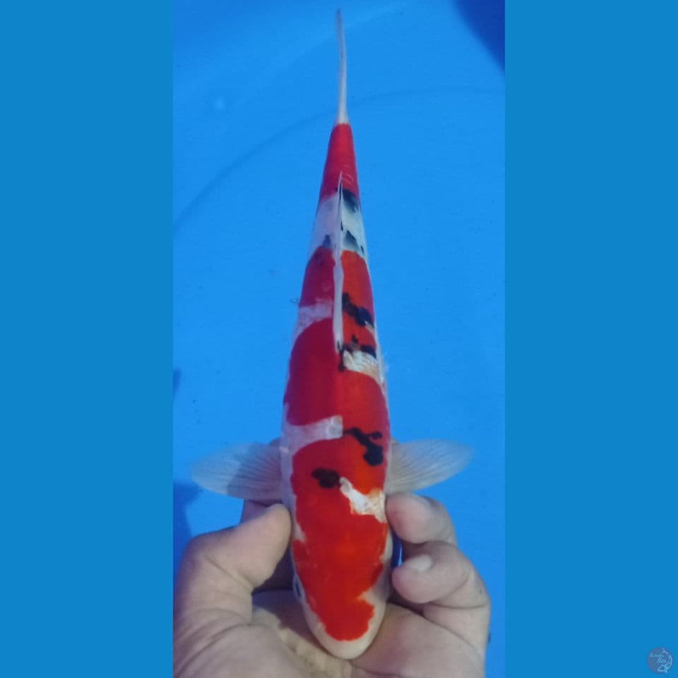 SANKE DOIT 29CM