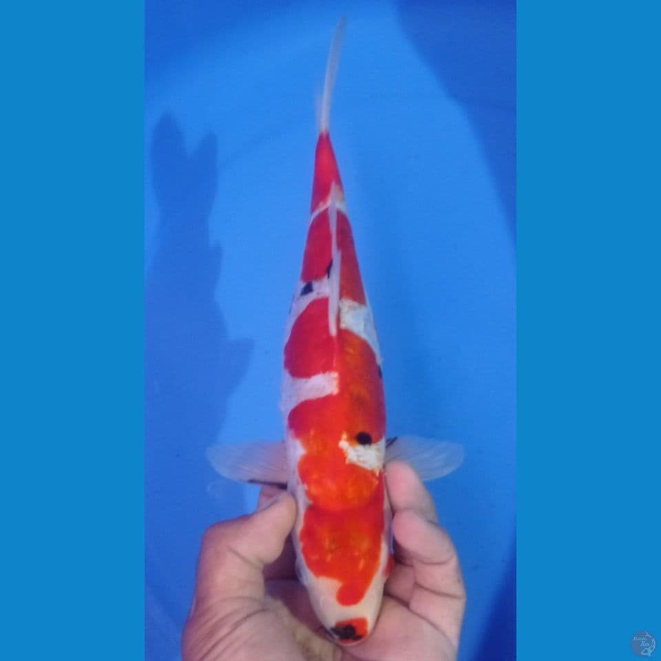 SANKE DOIT 32CM