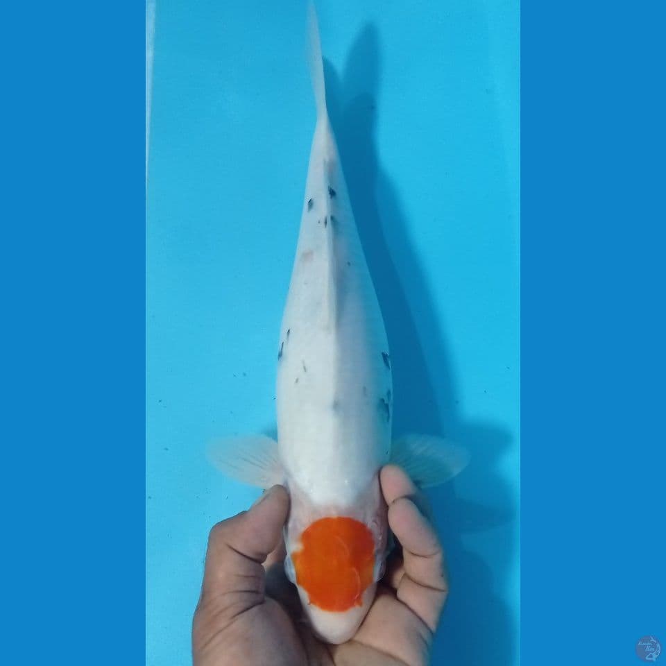 tanco sanke female 35cm