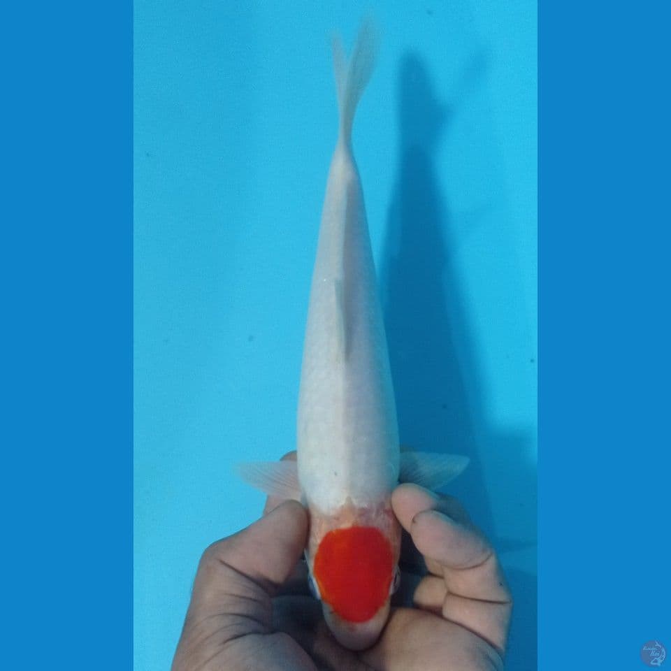 tanco kohaku 27cm