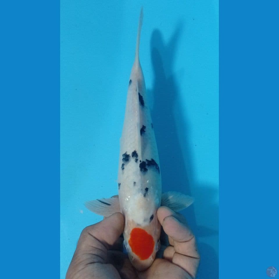 tanco sanke 27cm