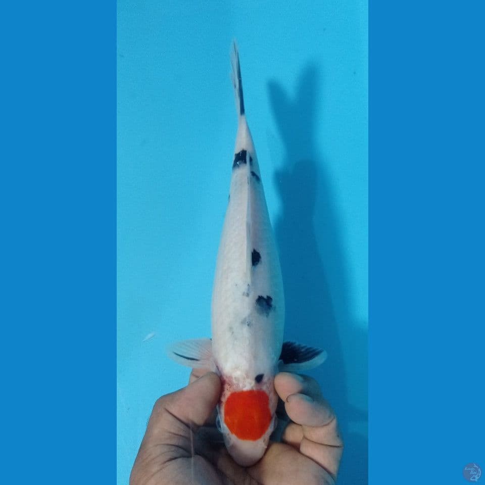 tanco sanke 27cm