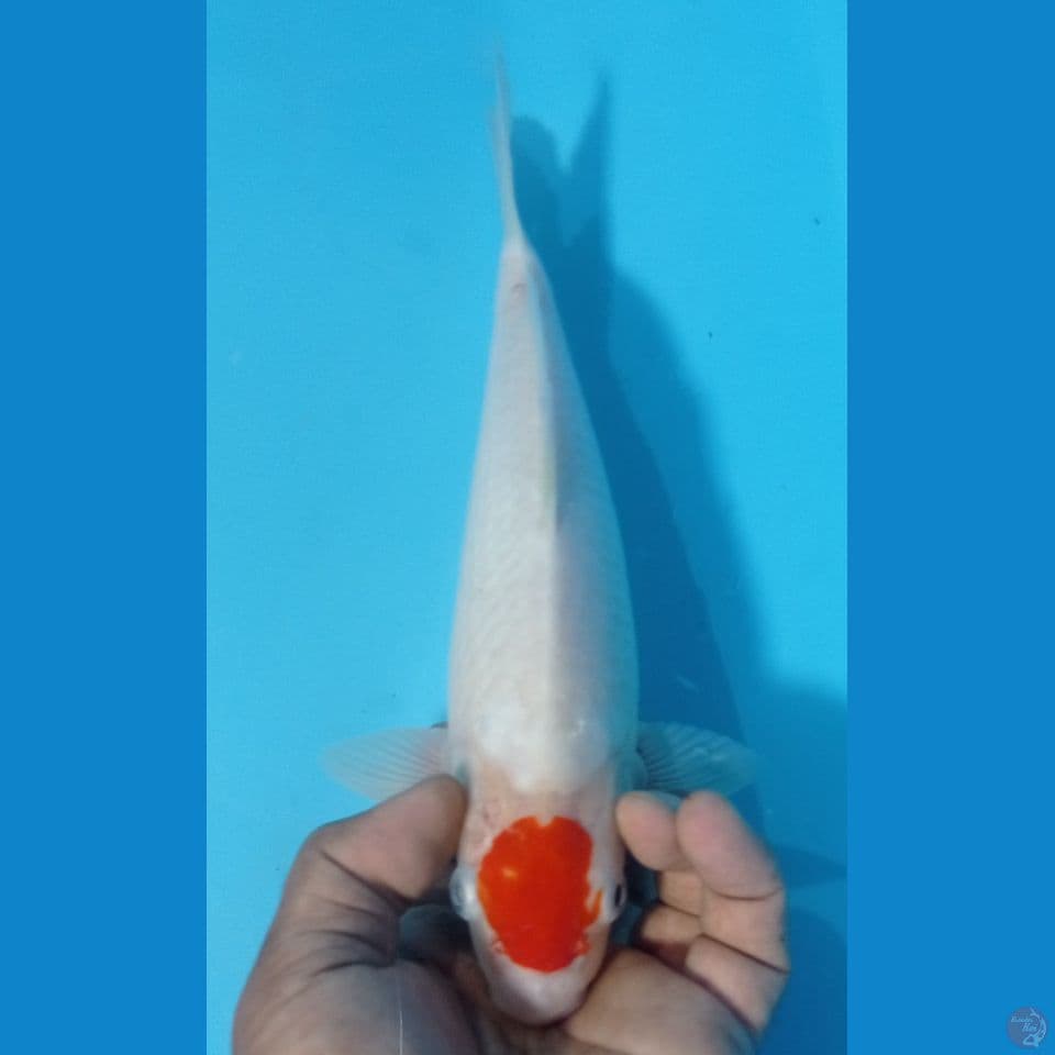 TANCO 29CM