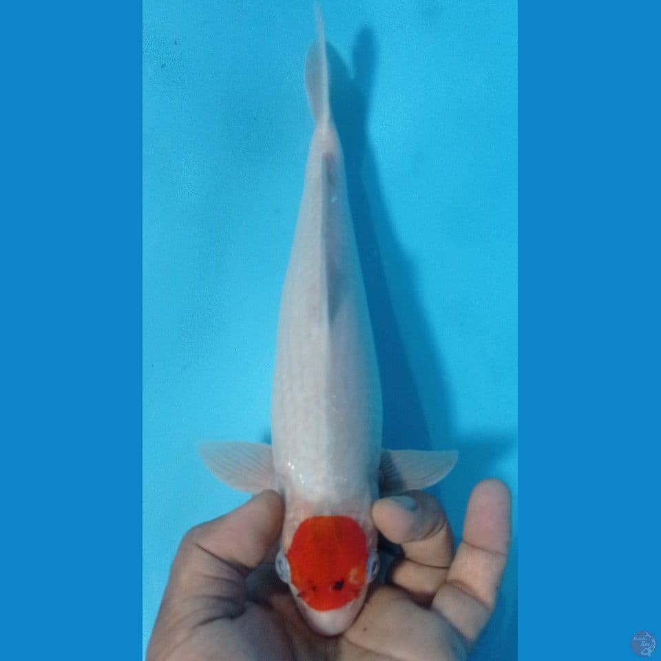 AI GOROMO 30CM
