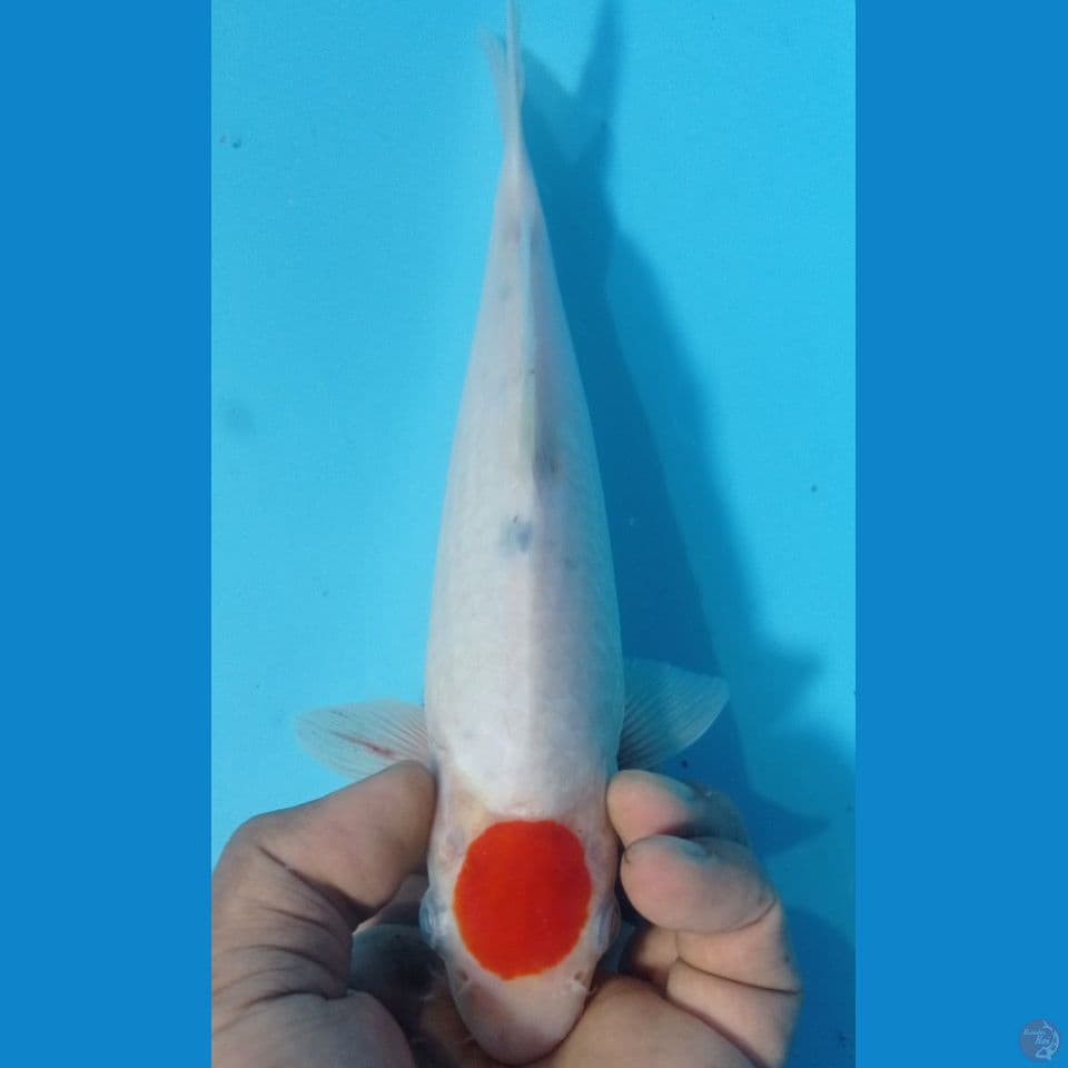 tanco sanke 29cm