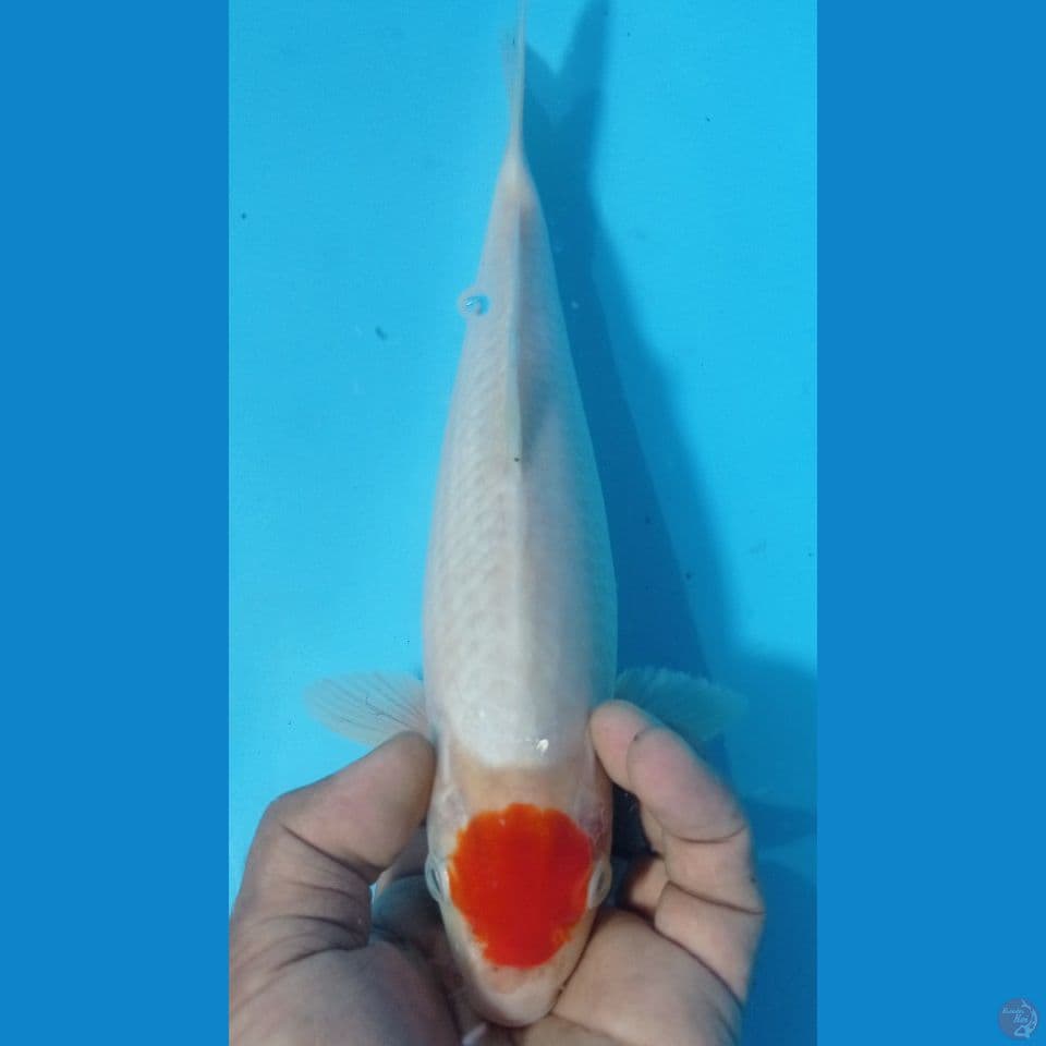 tanco kohaku 30cm