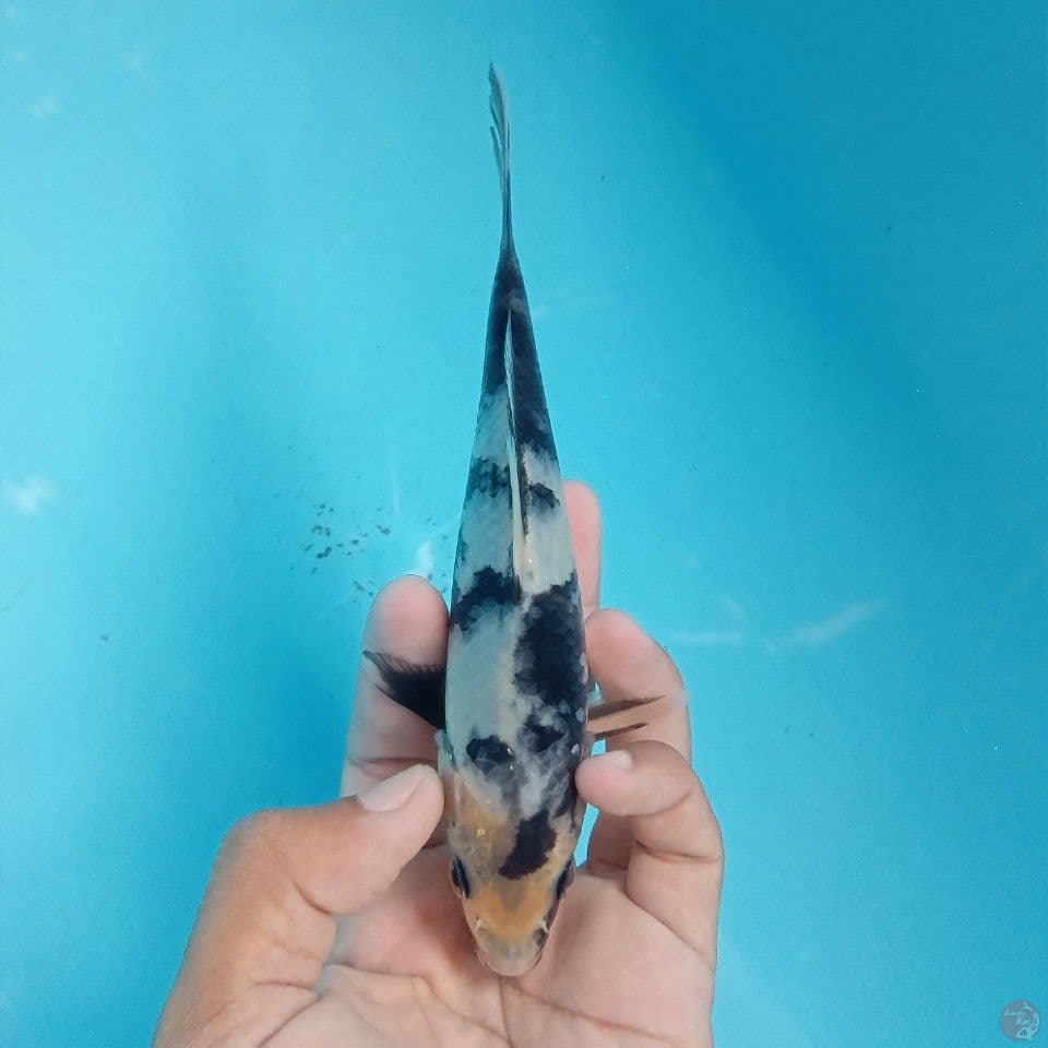 SHIRO 17CM