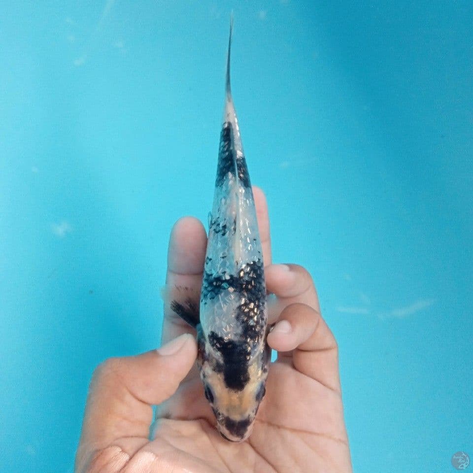 SHIRO GINRIN 16CM