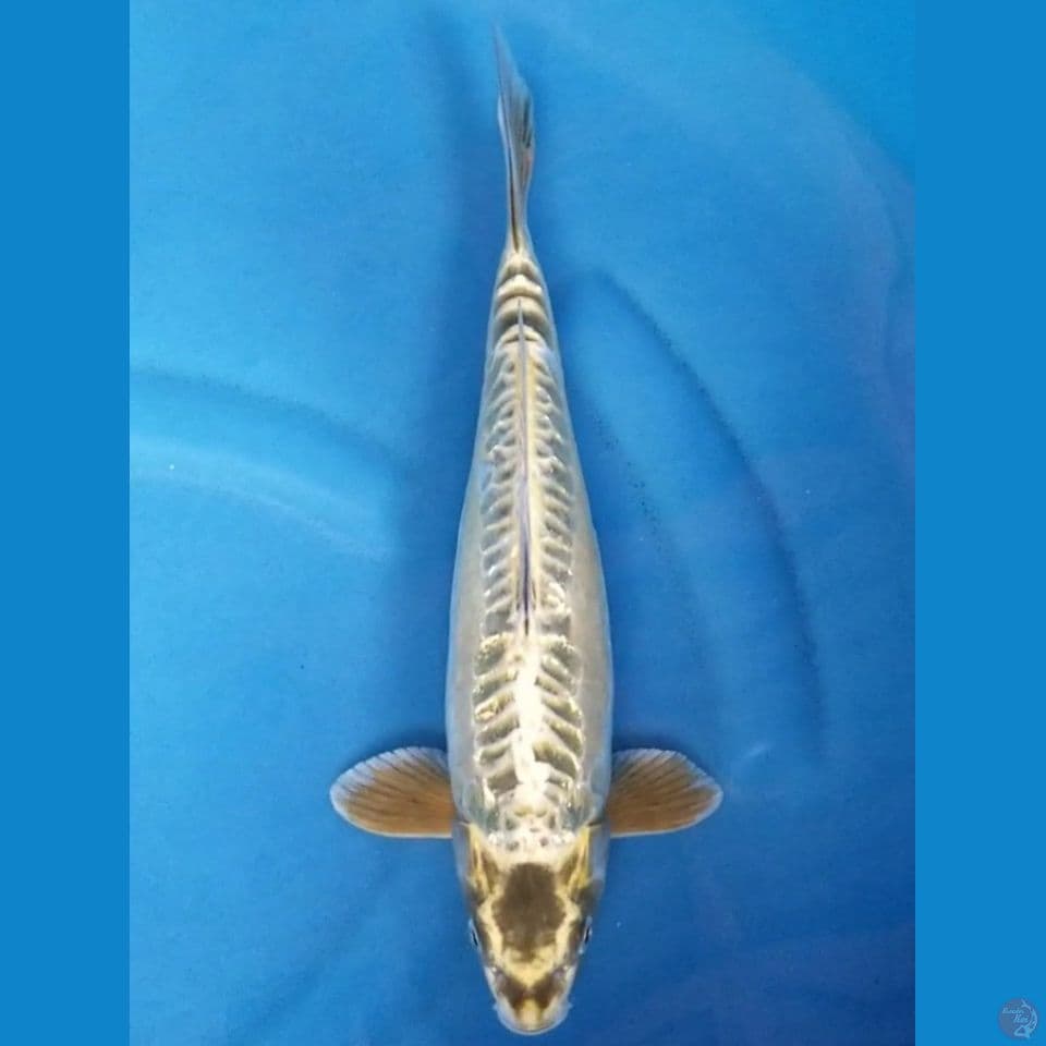 GOLD ARAGOKE 34 CM FML