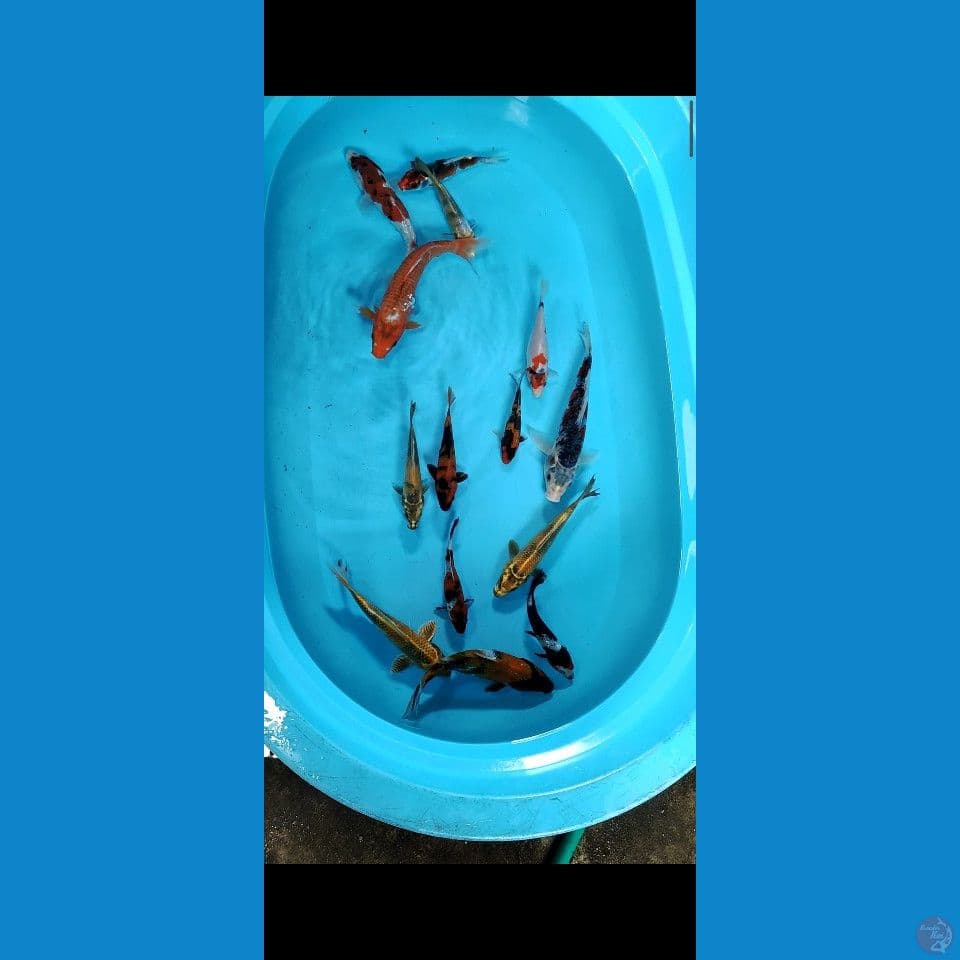 PAKET MIX 15-25CM TAMBAH KOLEKSI