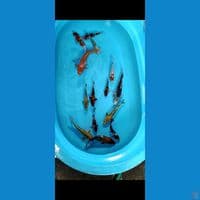 PAKET MIX 15-25CM TAMBAH KOLEKSI