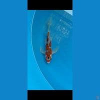 MARUTEN SLAYER GOSIKI -+27CM
