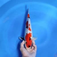SHOWA- Bahan Good patern 35cm male 