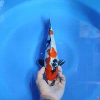 SHOWA - 30cm male 