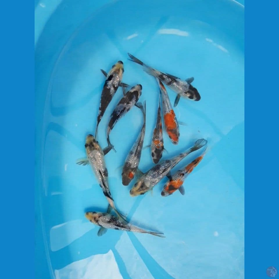 F1 paket 10ekor ginrin 15bu