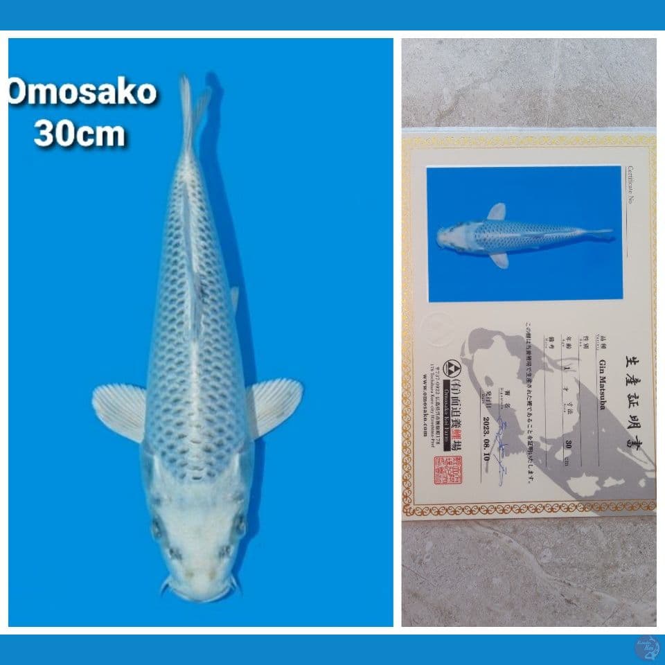 OMOSAKO KIN MATSUBA 30CM SERTI
