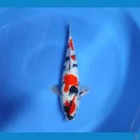 sowa 31cm