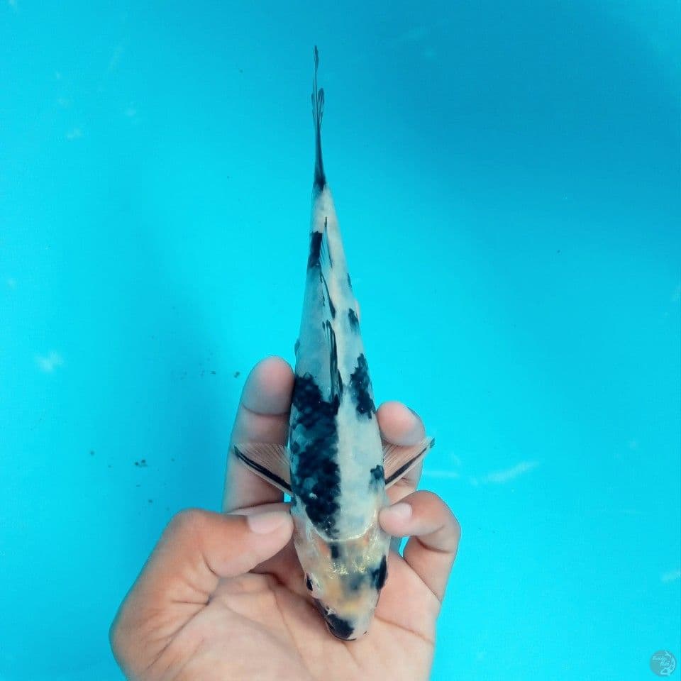 TATEGOI SEMI HIKARI 17CM