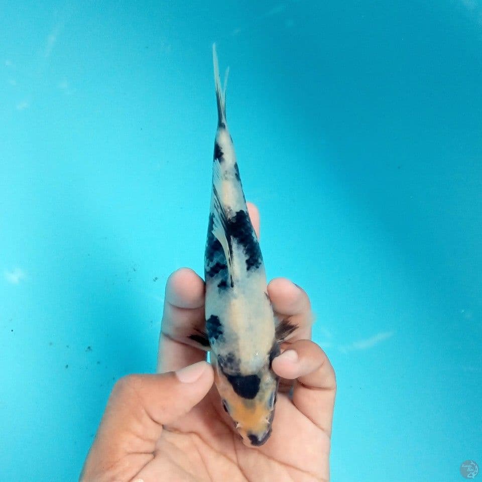 SHIRO TATEGOI 17CM