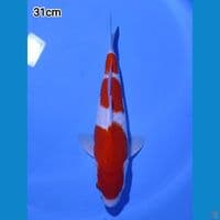 KOHAKU 3STEP 31cm MALE